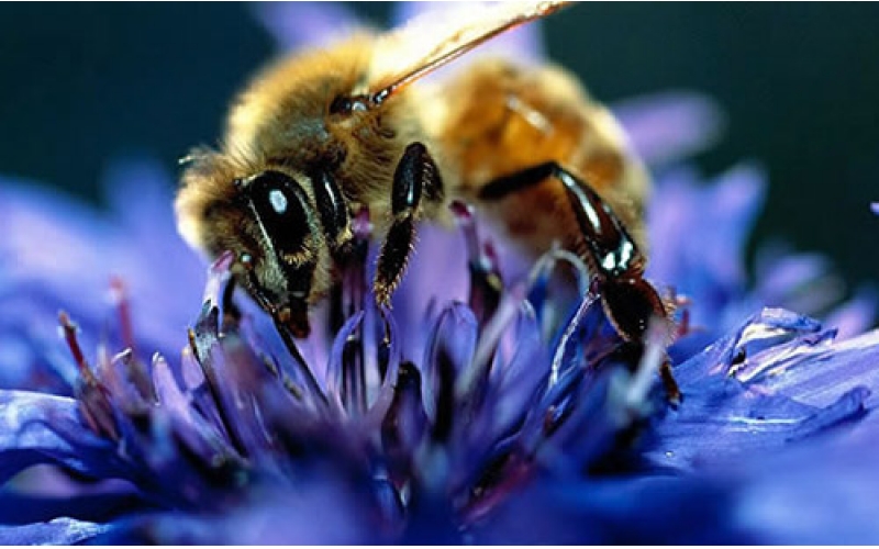 蜜蜂谐波跟踪雷达现世，可揭开蜜蜂数量下降原因
